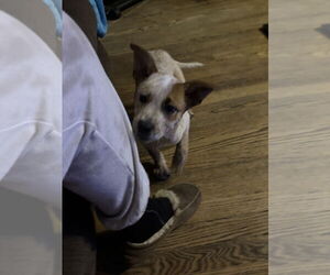 Mutt Dogs for adoption in Garden City, NY, USA