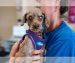 Small #4 Poodle (Miniature) Mix