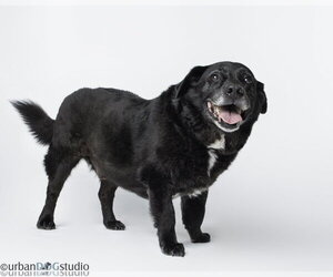 Bonded Pair - Cooper & Artie - Male Labradoodle Dog for Adoption - Photo #3