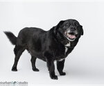 Small #2 Labradoodle