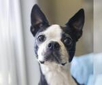 Small Boston Terrier Mix