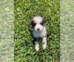 Puppy Puppy #4 Miniature American Shepherd