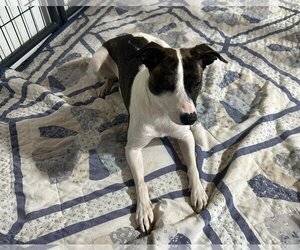 Jack-Rat Terrier Dogs for adoption in Jackson Township, NJ, USA