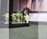 Small #5 Labradoodle
