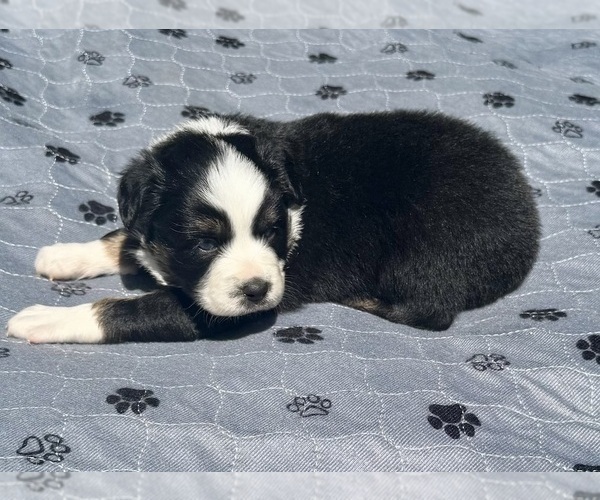 Medium Photo #6 Australian Shepherd Puppy For Sale in SALISBURY, NC, USA