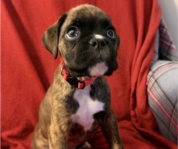 Medium Photo #2 Boxer Puppy For Sale in LANSING, MI, USA