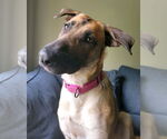 Small #15 German Shepherd Dog Mix