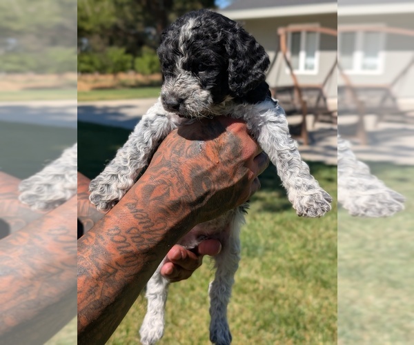Medium Photo #4 Bernedoodle-Cavapoo (Miniature) Mix Puppy For Sale in SACRAMENTO, CA, USA