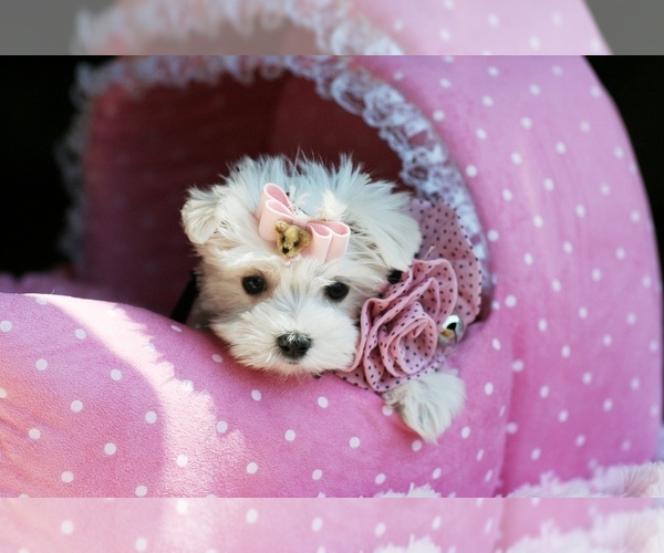 Medium Photo #1 Maltese Puppy For Sale in PEMBROKE PINES, FL, USA