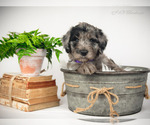 Small Photo #10 Bordoodle Puppy For Sale in STRAFFORD, MO, USA