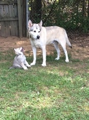 Father of the Wolf Hybrid puppies born on 07/16/2017