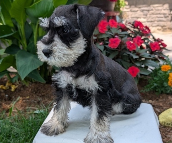 Medium Photo #7 Schnauzer (Miniature) Puppy For Sale in GOSHEN, IN, USA