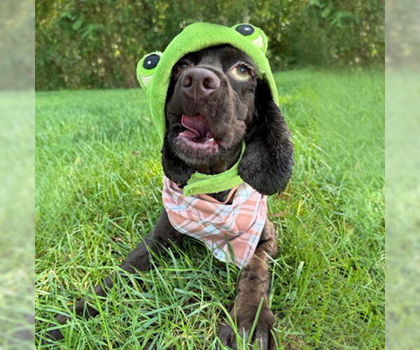 Medium Photo #5 Cocker Spaniel Puppy For Sale in Arlington, VA, USA