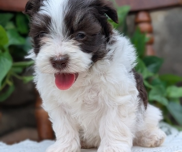 Medium Photo #57 Havanese Puppy For Sale in GOSHEN, IN, USA