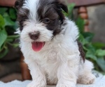 Small Photo #57 Havanese Puppy For Sale in GOSHEN, IN, USA
