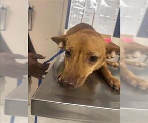 Chihuahua-Unknown Mix Dogs for adoption in Conroe, TX, USA