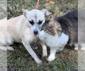 JESSIE - Female Chihuahua Dog for Adoption - Photo #3