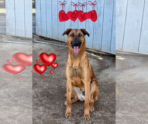 Rhodesian Ridgeback-Unknown Mix Dogs for adoption in Riverside, CA, USA