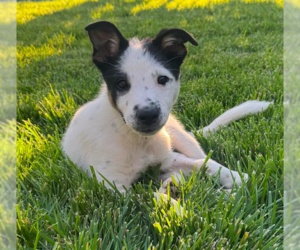 Mutt Dogs for adoption in Davis, CA, USA