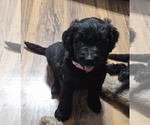 Small #7 Goldendoodle