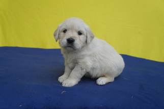 Golden Retriever Puppy for sale in KENSINGTON, OH, USA