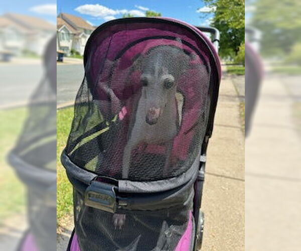 Medium Photo #5 Italian Greyhound-Unknown Mix Puppy For Sale in Farmington, MN, USA