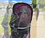 Small #4 Italian Greyhound Mix