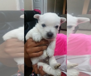 West Highland White Terrier Puppy for sale in ELIZABETH, NJ, USA