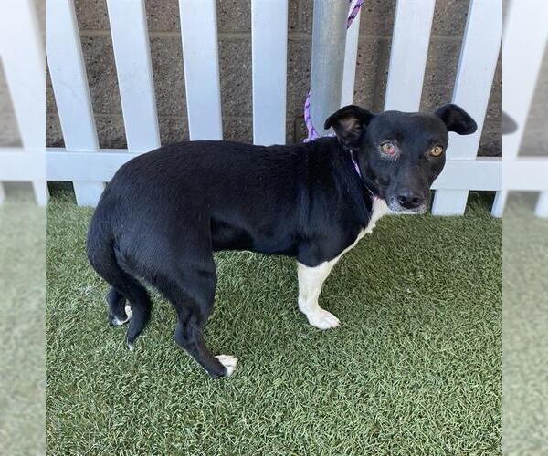 Medium Photo #1 Rat Terrier-Unknown Mix Puppy For Sale in Modesto, CA, USA