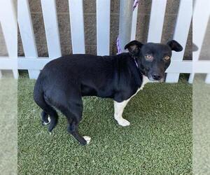 Rat Terrier-Unknown Mix Dogs for adoption in Modesto, CA, USA