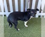Small Rat Terrier Mix