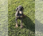 Small Photo #3 Doberman Pinscher Puppy For Sale in PERRIS, CA, USA