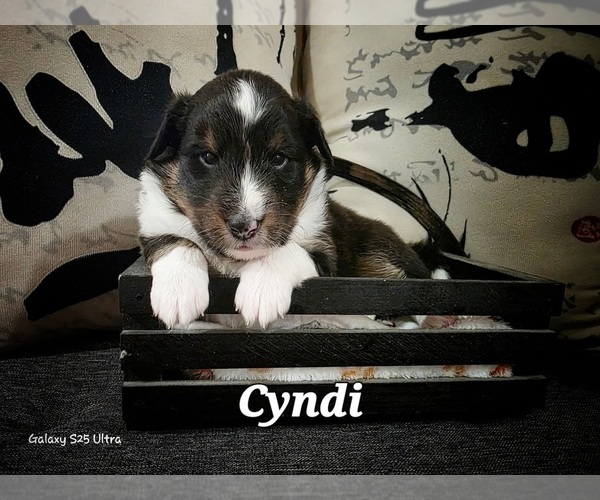 Medium Photo #1 Shetland Sheepdog Puppy For Sale in LOGANVILLE, GA, USA