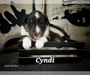 Medium Shetland Sheepdog