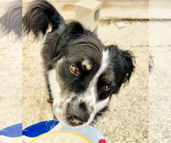 Medium Photo #12 Australian Shepherd-Unknown Mix Puppy For Sale in Houston, TX, USA