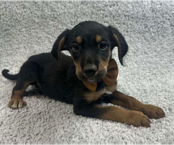 Medium Photo #3 Poodle (Standard)-Unknown Mix Puppy For Sale in Grafton, WI, USA