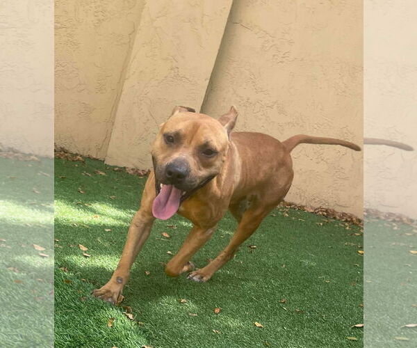 Medium Photo #13 American Pit Bull Terrier Puppy For Sale in Pompano Beach , FL, USA
