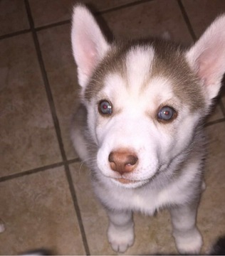 Medium Photo #1 Siberian Husky Puppy For Sale in UNIONDALE, IN, USA