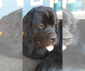 Father of the Newfoundland puppies born on 03/28/2025