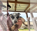Small #4 Australian Cattle Dog