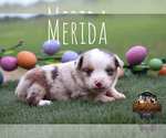 Small #14 Miniature Australian Shepherd