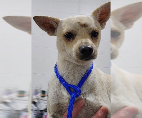 Medium Photo #1 Chihuahua Puppy For Sale in Temple, TX, USA