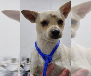 Chihuahua Dogs for adoption in Temple, TX, USA