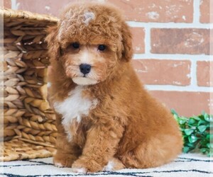 Poodle (Miniature) Puppy for sale in SYRACUSE, IN, USA