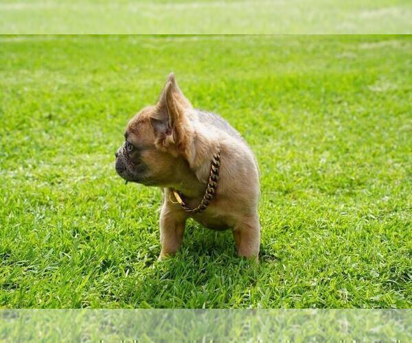 Medium Photo #4 French Bulldog Puppy For Sale in SALT LAKE CITY, UT, USA