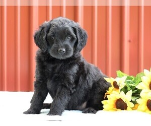 Labradoodle-Poodle (Miniature) Mix Puppy for sale in FREDERICKSBG, OH, USA