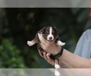 Miniature Australian Shepherd Puppy for sale in PLANT CITY, FL, USA