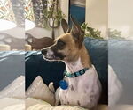 Small #6 Jack Russell Terrier Mix