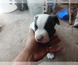 American Staffordshire Terrier-Dogo Argentino Mix Puppy for sale in CANTON, TX, USA
