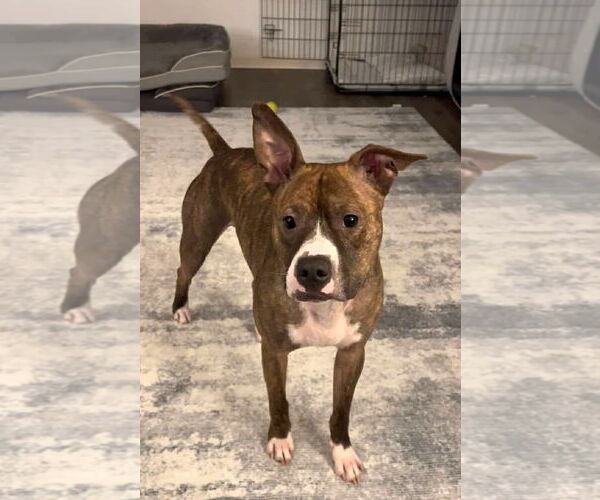 Medium Photo #11 American Pit Bull Terrier Puppy For Sale in Rockville, MD, USA